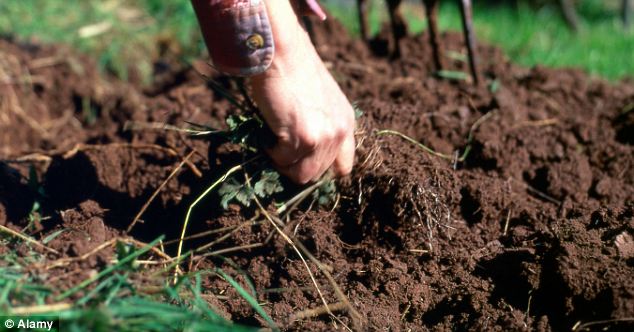 Raw material: The breakthrough new thermoelectric material is made from natural minerals called tetrahedrites which are found in dirt pretty much everywhere on the planet